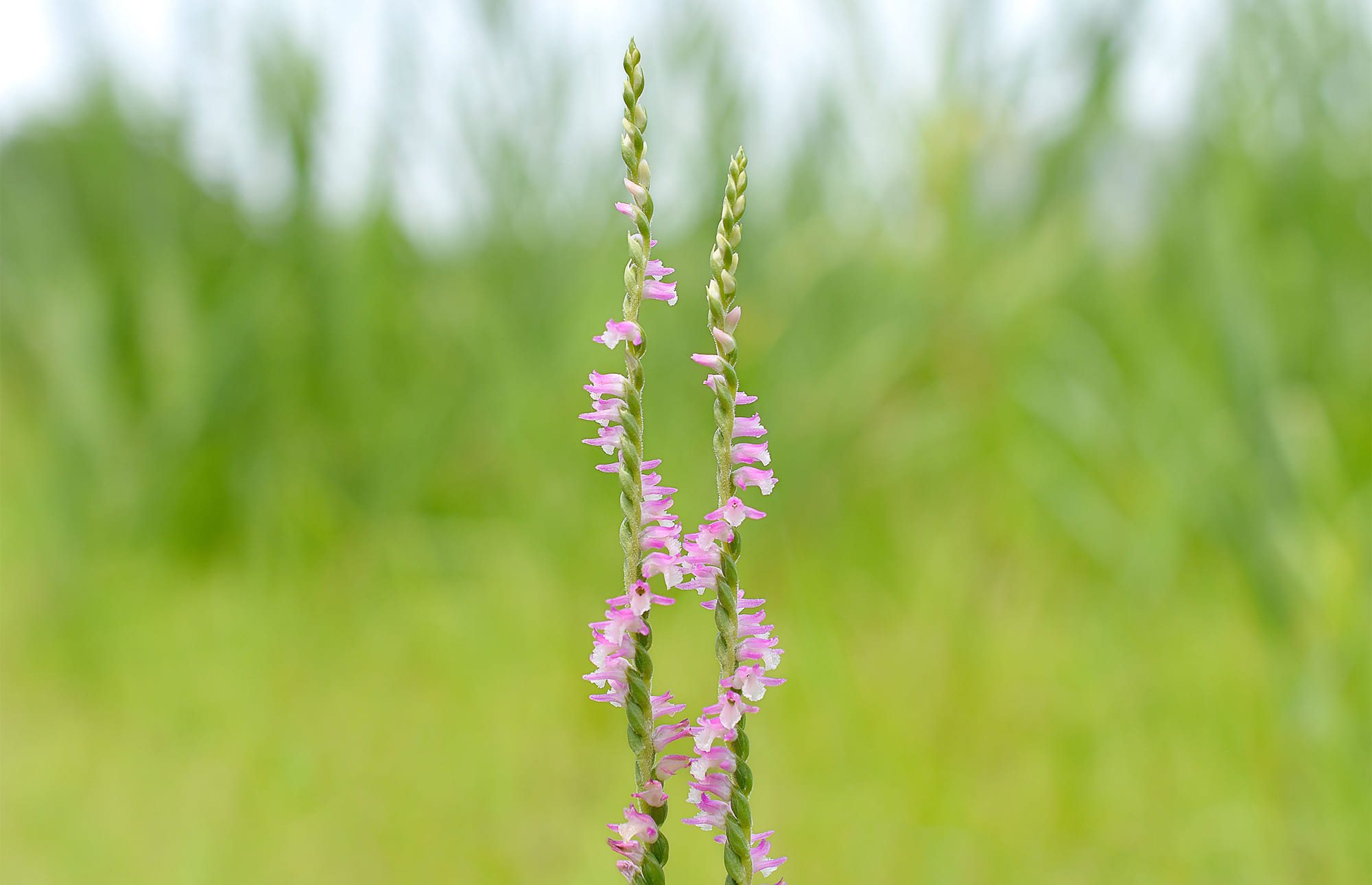 Background Image 1